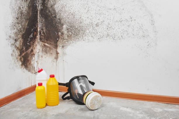 Best Post-Flood Mold Remediation in Mesa, AZ
