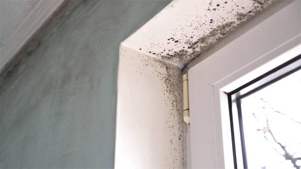 Best Emergency Mold Remediation in Mesa, AZ