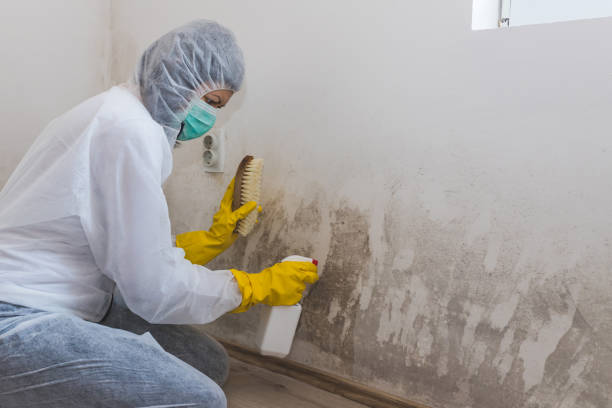 Best DIY Mold Remediation Support Services in Mesa, AZ