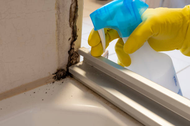 Best Industrial Mold Remediation in Mesa, AZ