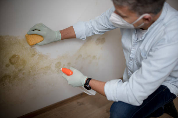 Best Black Mold Remediation in Mesa, AZ