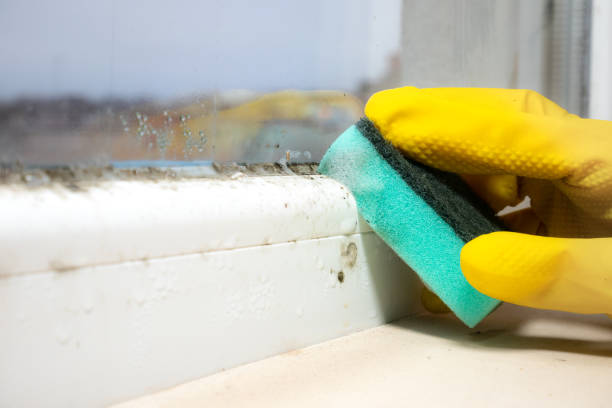 Best Mold Testing and Inspection Services in Mesa, AZ